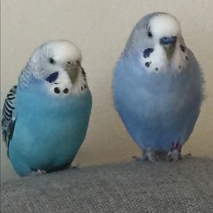 Meet your Posher, Barbara